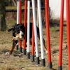 Cours collectif d'agility